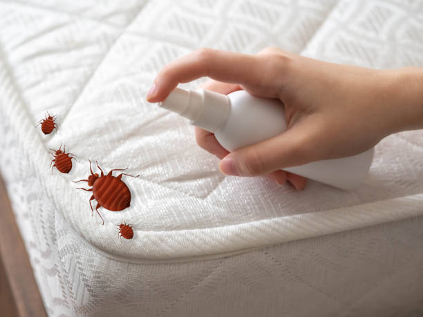 Best Termite Control Services  in Rockmart, GA